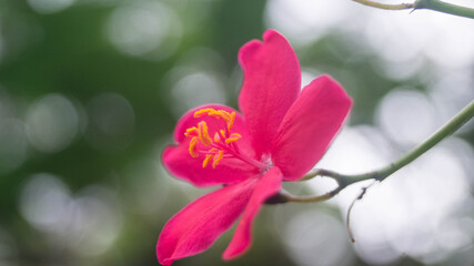 A photograph of Shanghai Beauty or best known as Jatropha Integerrima. A flower taken from Alabang, Muntinlupa City, Philippines. 