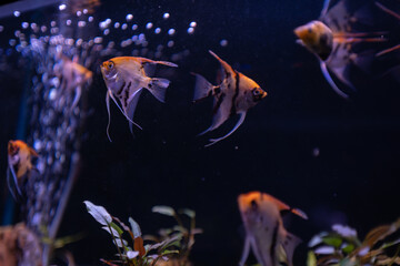 Aquarium fishes in the aquarium, pet fish in a tank background 