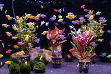 Aquarium fishes in the aquarium, pet fish in a tank background 