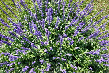 Obraz premium A top-down view of vibrant purple salvia flowers blooming densely in a sunny outdoor garden