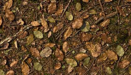 Naklejka premium Forest Floor Detail with Fallen Leaves, Pine Needles, Twigs, and Acorns in Autumnal Hues for Textures and Backgrounds. Ideal for Nature Designs and Woodland Ambiance