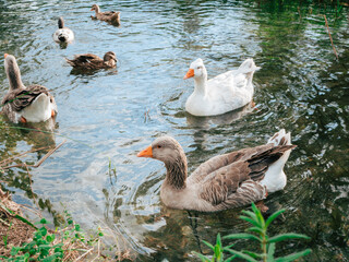 Obraz premium Various ducks and geese swim in a pond filled with clear water. The setting includes green plants around the edges. The scene takes place during daylight hours