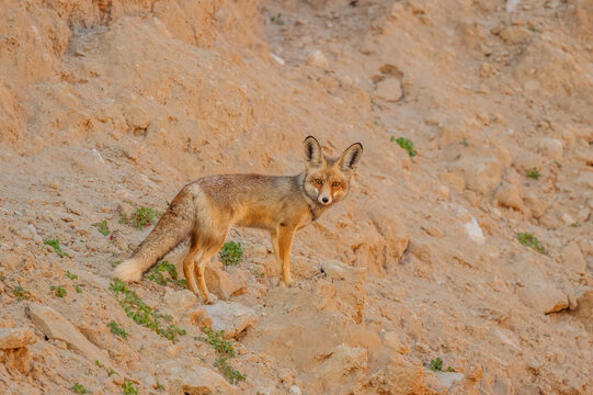 Arabian Red Fox is standing on a rocky hillside in Kuwait desert. The image has a moody and fox is looking stright to the camera. Fox is alone and the rocky terrain