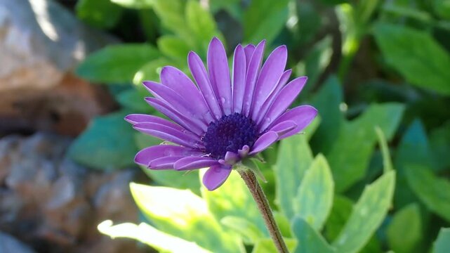 Violet Flower Opening in Morning Light, Spring Time Lapse