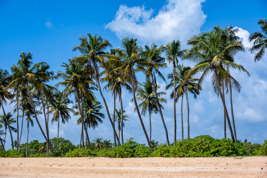 Coconut palm trees on sandy tropical beach in Tangalle Sri Lanka