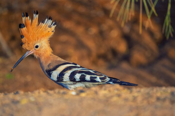 Eurasian Hoopoe Bird with a long beak stands on a dirt hill. The bird is brown and white with a black head. The image has a peaceful and serene mood, as the bird is standing alone in a natural setting © ManojKumar