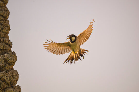 white eared bulbul is flying in the sky. The bird is in the air and has its wings spread out