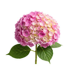 A perfect spherical hydrangea cluster featuring vibrant magenta to baby pink florets, detailed green leaves, isolated on a transparent background, botanical specimen presentation
