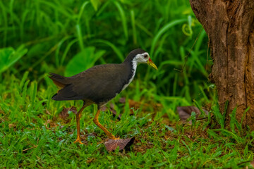 Obraz premium white breasted waterhen bird is walking through the grass. The bird is black and white. The grass is green and lush