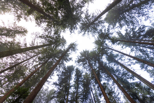 Looking up at tall spruce trees in a forest in Upper Austria