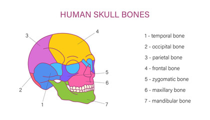 Fototapeta premium Labeled human skull bones anatomy diagram with temporal occipital parietal frontal zygomatic maxillary and mandibular bones medical illustration 