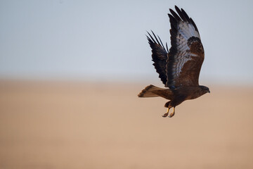 Fototapeta premium Common Buzzard bird is flying in the sky with its wings spread out. The sky is clear and the bird is in the middle of the sky