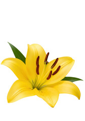 Fototapeta premium flawless bright yellow asiatic lily in macro detail, showcasing pollen-coated brown anthers and green pistil, isolated on a transparent studio background with ample copy space, sophisticated purity