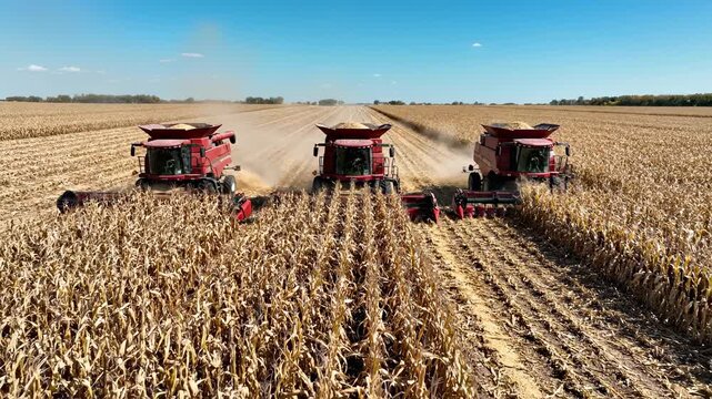 Harvesting corn with combine harvesters in golden fields. Agricultural machinery works efficiently under clear blue sky. Modern farming technology enhances productivity.