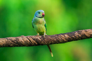 Fototapeta premium Blue winged parakeet is perched on a branch. The bird is looking to the right. Portrait shot of parakeet