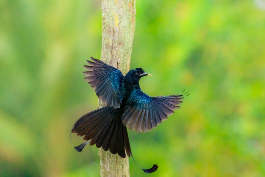 Greater racket tailed drongo is perched on a tree branch. The bird is in the process of flying away