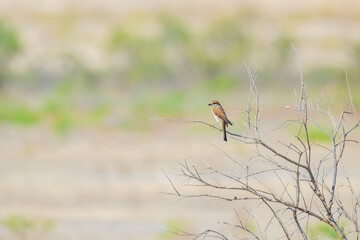 A bird is perched on a branch in a field. The bird is brown and black in color. The field is dry and barren, with no grass or other vegetation visible. The bird appears to be alone