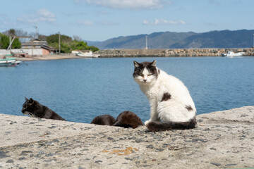 港の猫