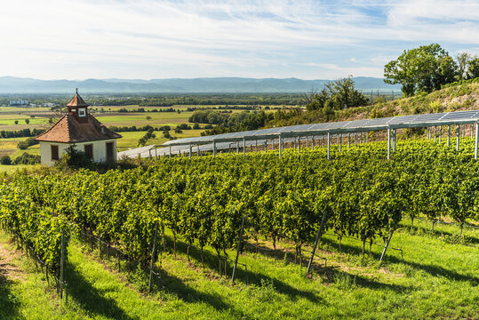 Chapel in vineyards with agrivoltaics solar panels, Ihringen, Kaiserstuhl, Baden-Wuerttemberg, Germany