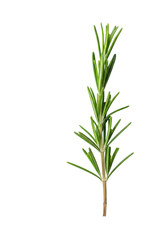 Fototapeta premium detailed close-up of a vibrant deep green rosemary sprig and woody stem, isolated against a transparent background, concept of herbal essence and purity