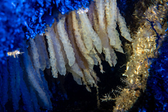 Cluster of translucent squid eggs attached to a rocky reef underwater in the Marmara Sea