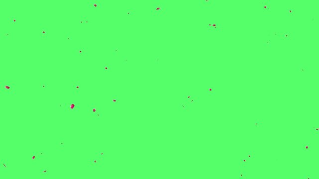 falling rose petals in slow motion green screen, Cherry petals falling overlay with sakura petals falling 4K,  rose petals rain falling on green screen, Valentines day, wedding background.