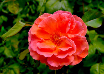 A beautiful pink orange rose in a sunny garden.