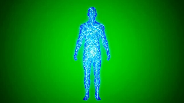 Human body anatomy illustration on green background.