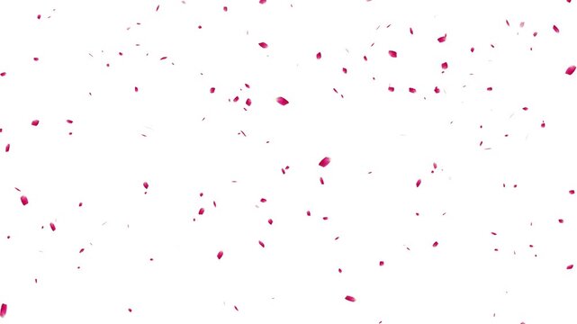 Cherry Blossom petals falling 4K, pink petals overlay alpha channel, sakura petals drifting, autumn leaves falling animation with orange leaves 4K