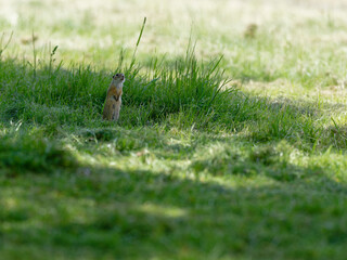 Obraz premium Ziesel, Europäischer Ziesel, Spermophilus citellus,&nbsp;Citellus citellus, Schlichtziesel