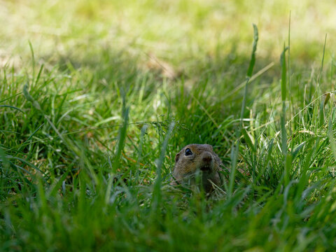 Ziesel,  Europ&auml;ischer Ziesel, Spermophilus citellus,&nbsp;Citellus citellus, Schlichtziesel