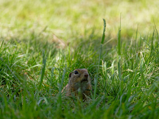 Ziesel,  Europ&auml;ischer Ziesel, Spermophilus citellus,&nbsp;Citellus citellus, Schlichtziesel