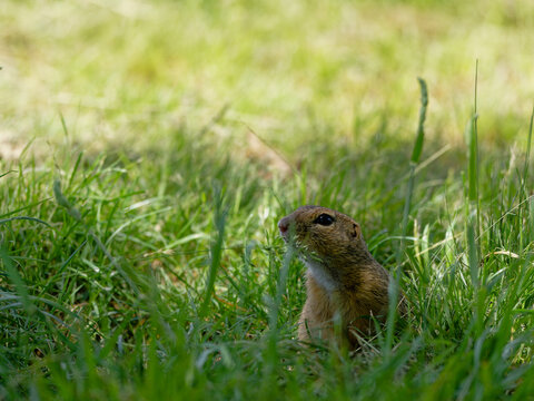 Ziesel,  Europ&auml;ischer Ziesel, Spermophilus citellus,&nbsp;Citellus citellus, Schlichtziesel