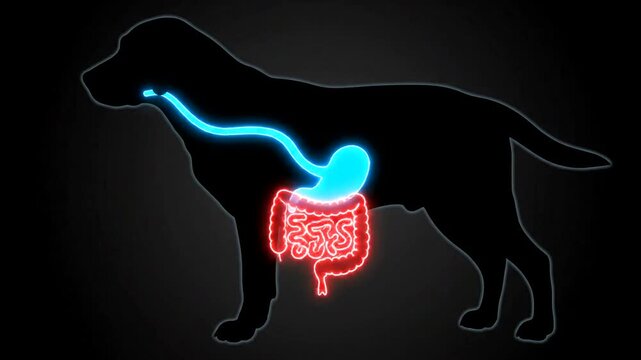 Dog digestive system anatomy illustration glowing blue and red.