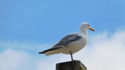 Obraz premium Seagull Perched on Post Against Blue Sky