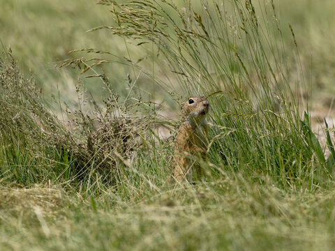 Ziesel,  Europ&auml;ischer Ziesel, Spermophilus citellus,&nbsp;Citellus citellus, Schlichtziesel