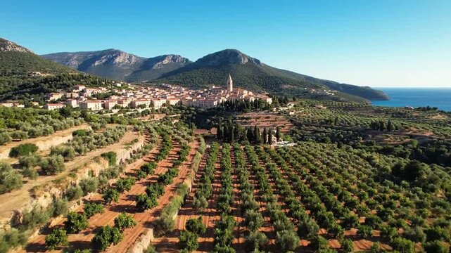 Scenic aerial view of a sunlit coastal village nestled amongst rolling hills covered in lush green olive groves and citrus orchards under a clear blue sky.