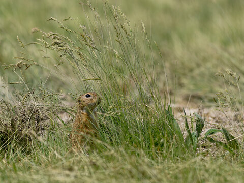 Ziesel,  Europ&auml;ischer Ziesel, Spermophilus citellus,&nbsp;Citellus citellus, Schlichtziesel