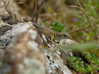 Smaragdeidechse, &Ouml;stliche Smaragdeidechse, Lacerta viridis