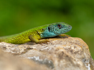 Fototapeta premium Smaragdeidechse, Östliche Smaragdeidechse, Lacerta viridis