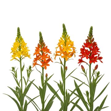 Colorful Cluster of Bulbine Natalensis Flowers Against a Clean White Backdrop