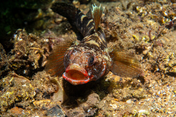 Front view of a Red-mouthed Goby (Gobius cruentatus) with open mouth on the seabed