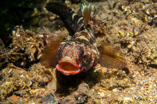 Front view of a Red-mouthed Goby (Gobius cruentatus) with open mouth on the seabed
