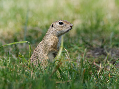 Ziesel,  Europ&auml;ischer Ziesel, Spermophilus citellus,&nbsp;Citellus citellus, Schlichtziesel
