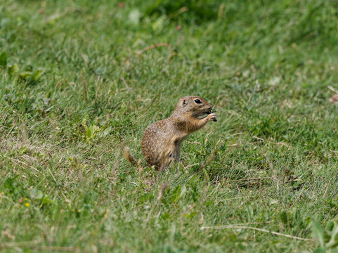 Ziesel,  Europ&auml;ischer Ziesel, Spermophilus citellus,&nbsp;Citellus citellus, Schlichtziesel