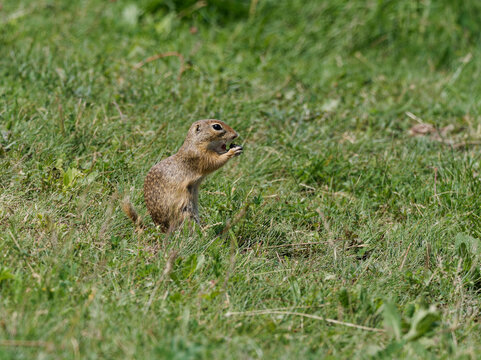 Ziesel,  Europ&auml;ischer Ziesel, Spermophilus citellus,&nbsp;Citellus citellus, Schlichtziesel
