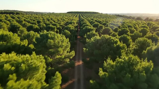 Expansive Overhead Drone View of Lush Green Pine Forest Plantation Under Golden Hour Sunlight Showing Rows of Trees and a Dirt Path