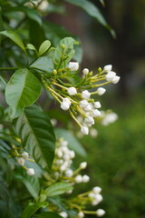 Tabernaemontana pandacaqui Lam. Inflorescences are paniculate, buds apex obtuse or globose. Flowers are fragrant. Leaves are solitary, elliptic or ovate.