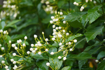 Tabernaemontana pandacaqui Lam. Inflorescences are paniculate, buds apex obtuse or globose. Flowers are fragrant. Leaves are solitary, elliptic or ovate.