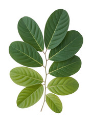 Obraz premium Green leaves on a branch with different shades plant isolated on a transparent background